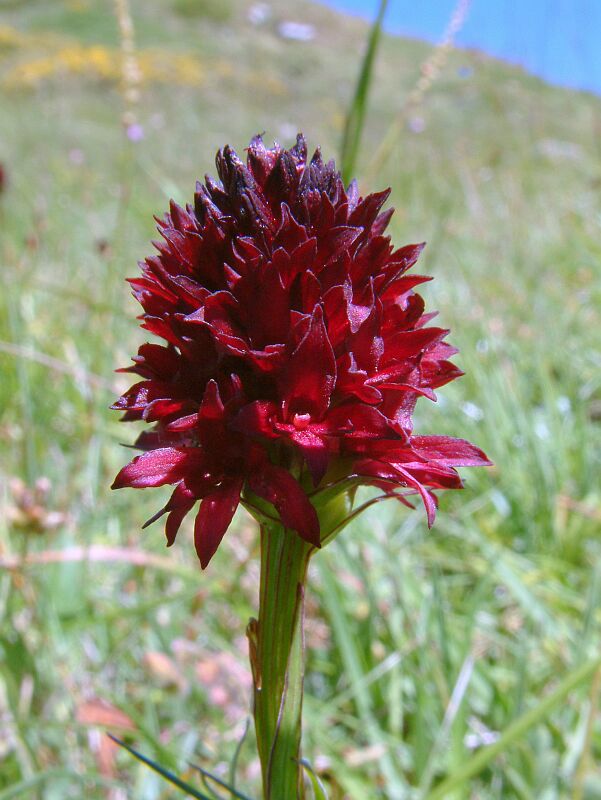 Nigritella rubra, N. nigra e Orchis tridentata